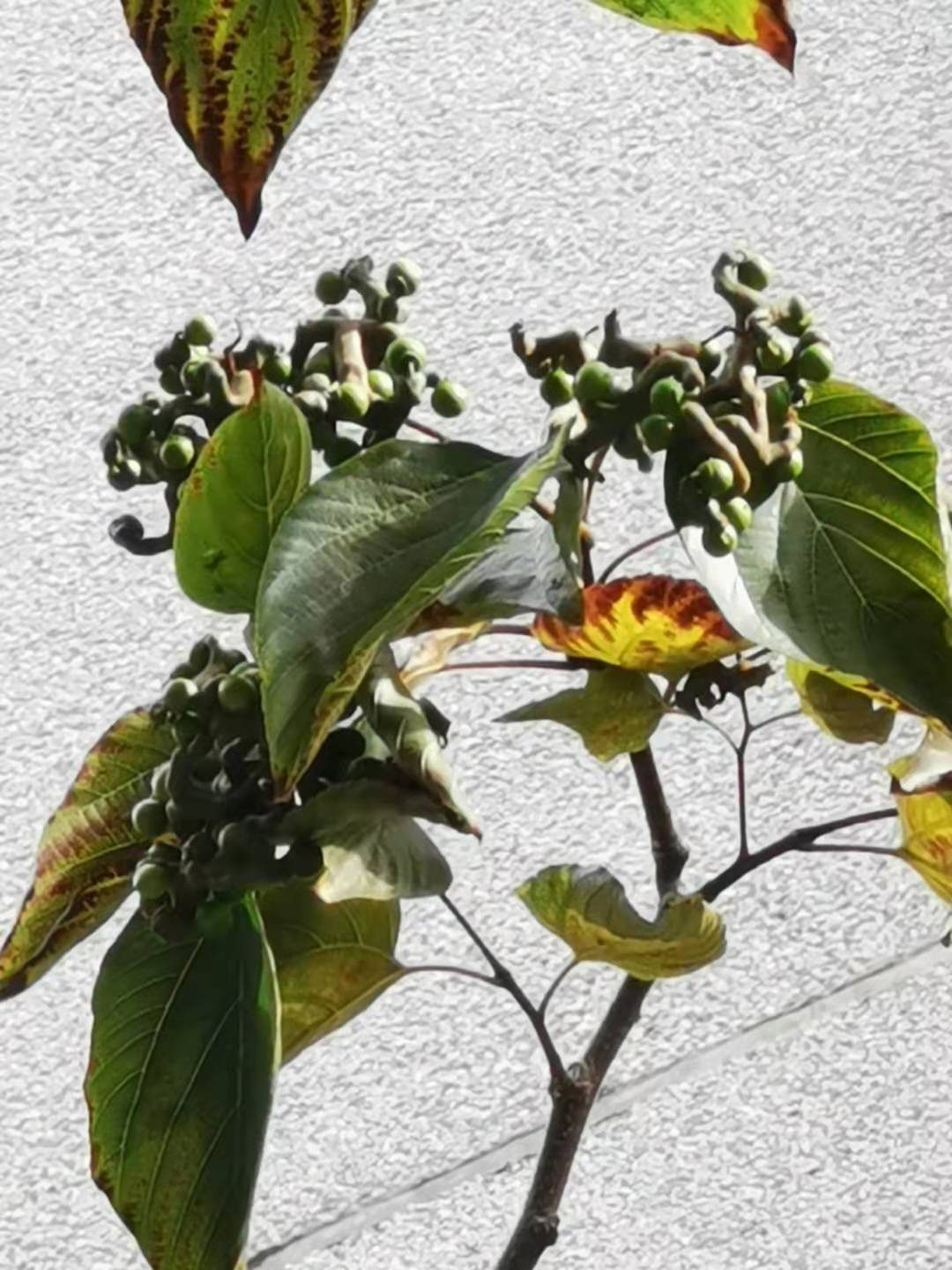 枳椇（拐枣）的枝叶与果序